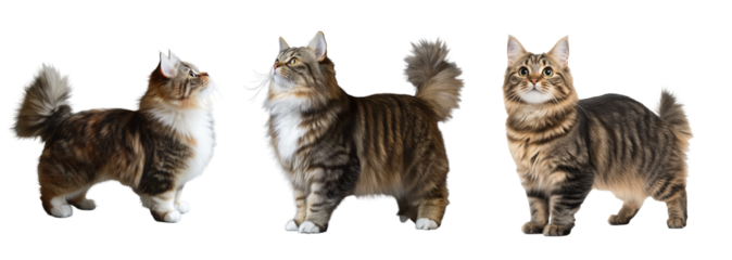 Asian semi-longhair cat set isolated on transparent background. Generated AI