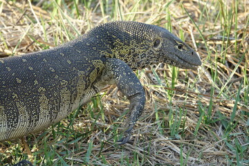 Water Monitor in the Okavango Delta