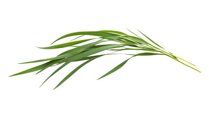 Fototapeta premium a green grass isolated on a transparent background