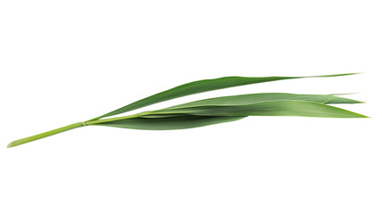 Fototapeta premium a green grass isolated on a transparent background