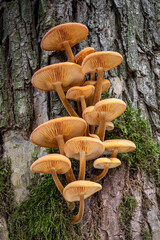 Closeup shot of edible mushrooms known as Enokitake © Jaroslav Machacek