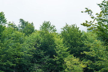 Summer mountain landscape in raining day