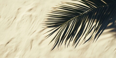Obraz premium Palm leaf shadow cast on sandy textured background with gentle curves in cream and beige colors providing ample space for text placement