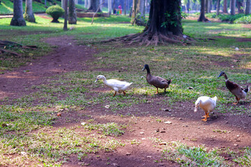 A flock of domestic geese (soang) on ​​the edge of the city lake