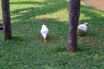 A flock of domestic geese (soang) on ​​the edge of the city lake