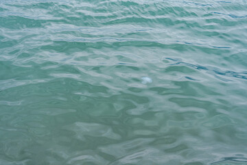 Jellyfish in the sea water