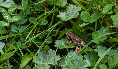 Frog on the grass in the meadow