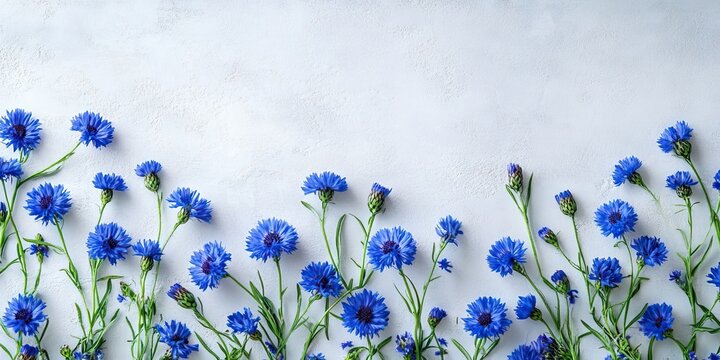 Flat lay of vibrant blue cornflowers on a light grey textured surface with ample space for text on the top and bottom for creative use