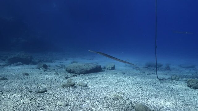 cornet fish  cornetfish fistularia underwater ocean scenery Fistularia commersonii