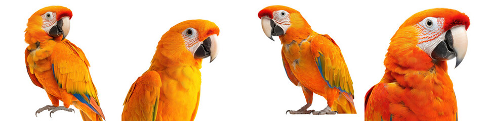 Obraz premium Vibrant Orange Macaw Parrot Close Up Portrait with Vivid Plumage and Striking Beak in Natural Tropical Environment