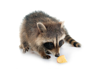 young raccoon in studio