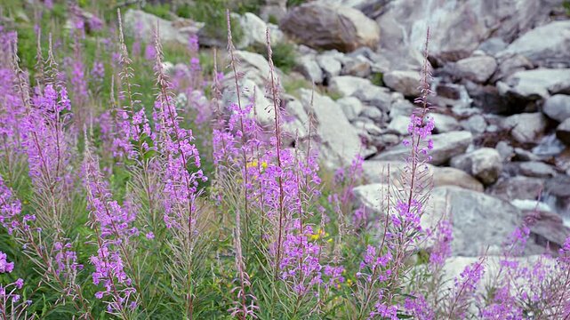 Mountain flowers moved by the wind with a stream in the background. Magenta flowers of Epilobium angustifolium or Chamaenerion angustifolium also called fireweed or rosebay willowherb. Italian Alps