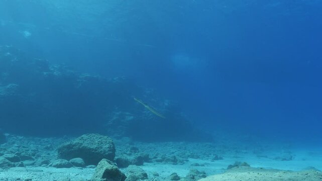 cornet fish  cornetfish fistularia underwater ocean scenery Fistularia commersonii