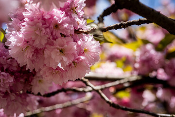 Spring background. Blossom tree branch with pink flowers. Spring flowers. Pink flowers tree. The sakura. Cherry blossom trees in bloom. Blooming cherry tree in the spring garden.