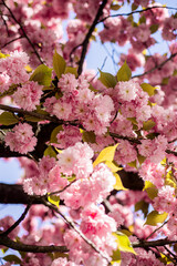 Spring flower background. Spring Cherry blossom Trees. Spring flowers pattern. Pink cherry blossom at Spring time.