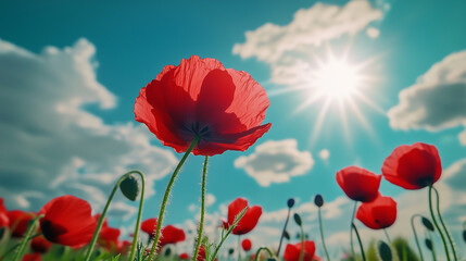 Obraz premium Bright Red Poppy Flower Field Under Sunny Blue Sky with Clouds