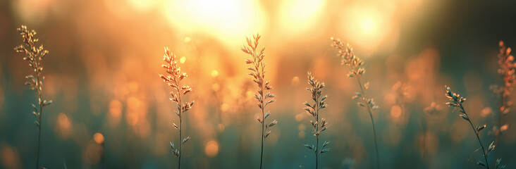 Obraz premium Golden Hour Meadow: Silhouetted wildflowers bathed in the warm, golden light of the setting sun, creating a serene and peaceful atmosphere. The soft focus adds a dreamy quality to the image. 