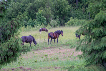 horses in the meadow