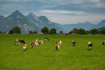 Cows grazing on a summer day on a meadow. Cow on field. Cow grazing on green meadow. Cows grazing on farmland. Cattle pasture in a green field. Cows in a field on a Cattle farm. Organic milk from