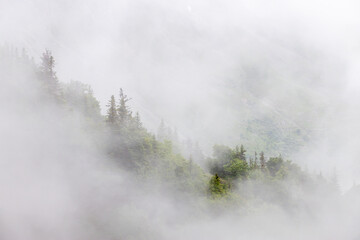 Ancienne forêt unesco hautes alpes