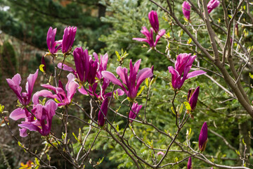 Magnolia Susan in spring garden. Beautiful large pink flowers opened on branches of profusely blooming Magnolia Susan (Magnolia liliiflora x Magnolia stellata). Blurred background. Selective focus.