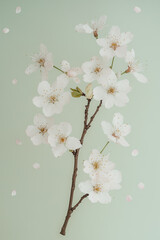 Fototapeta premium Cherry Blossom Branch with Dotted Details