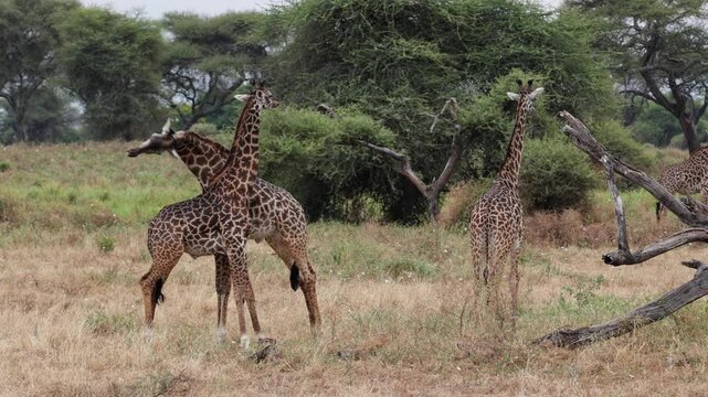African giraffes playing with each other in an African savannah, african flora