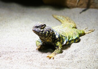 Close-up of an agamid lizard Uromastyx acanthinura, a North African mastigure, or North African spiny-tailed lizard lying on the sandy ground.