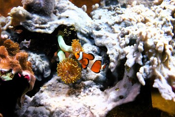 White orange tabby clownfish swimming through a coral reef, anemonefish 