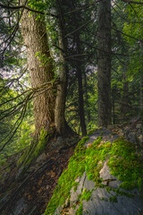 Ancienne forêt unesco hautes alpes
