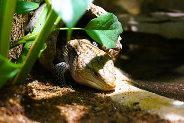 Close-up of an Indonesian blue-tongued skink lying in a hollow branch and shyly peeking its head out to warm up in the sun, Tiliqua gigas.