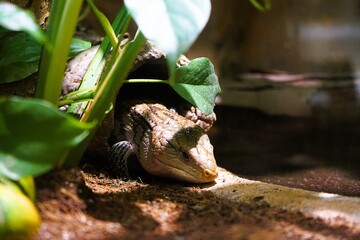 Close-up of an Indonesian blue-tongued skink lying in a hollow branch and shyly peeking its head out to warm up in the sun, Tiliqua gigas.