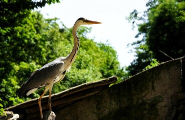 Close-up of a grey heron, a large bird with a long beak and grey plumage that lives by the water, Ardea cinerea, Ardeinae