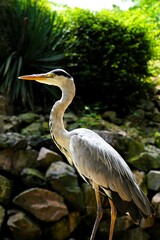 Close-up of a grey heron, a large bird with a long beak and grey plumage that lives by the water, Ardea cinerea, Ardeinae