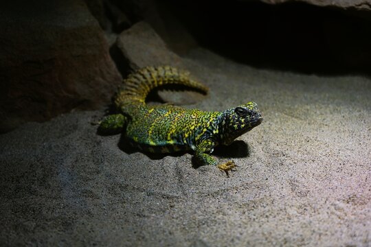 Close-up of an agamid lizard Uromastyx acanthinura, a North African mastigure, or North African spiny-tailed lizard lying on the sandy ground.