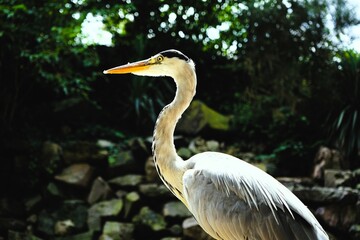 Close-up of a grey heron, a large bird with a long beak and grey plumage that lives by the water, Ardea cinerea, Ardeinae