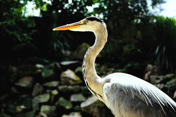 Close-up of a grey heron, a large bird with a long beak and grey plumage that lives by the water,...
