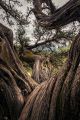 Arbre très vieux dans les Hautes alpes