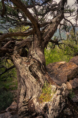 Arbre très vieux dans les Hautes alpes