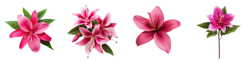 Fototapeta premium Stunning and Vibrant Tropical Floral Bouquet Featuring a Captivating Arrangement of Pink Red and Purple Blossoms Set Against a Clean White Background The Lush