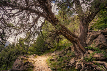 Arbre très vieux dans les Hautes alpes