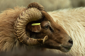 aries ram sheep close uo
