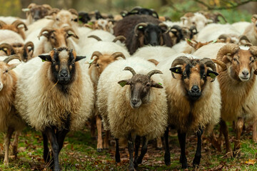 Fototapeta premium sheeps close up 