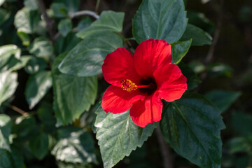 Chinese rose or Hawaiian hibiscus in sunlight. Bright big Chinese hibiscus flower (Hibiscus rosa-sinensis) on blurred green garden background. Nature concept for design. Place for your text.