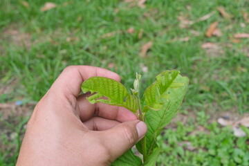 Closeup of young guava leaves with chewing insect damage. Pest and disease management.	