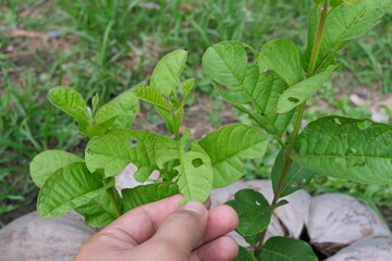 Closeup of young guava leaves with chewing insect damage. Pest and disease management.	