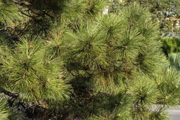 Branch of Austrian pine (Pinus ‘Nigra’) or black pine with beautiful long green needles is...