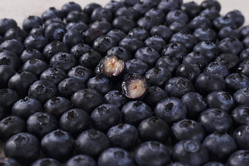 blueberry fruit
생블루베리