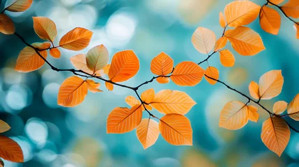 Fotobehang Slaapkamer Autumn leaves branch vibrant colors nature background  © transparan