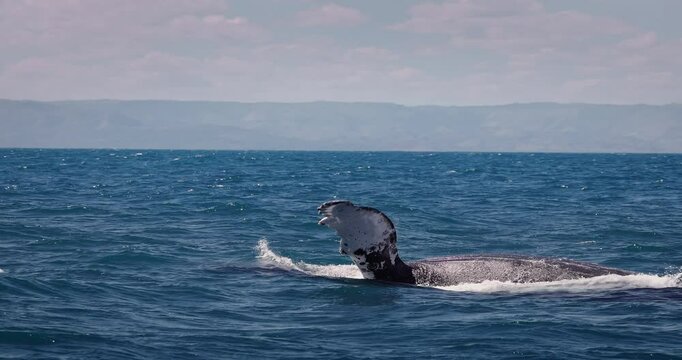 Humpback blue whale jumping out of the water in Caribbean Sea, Dominican Republic during nice sunny day